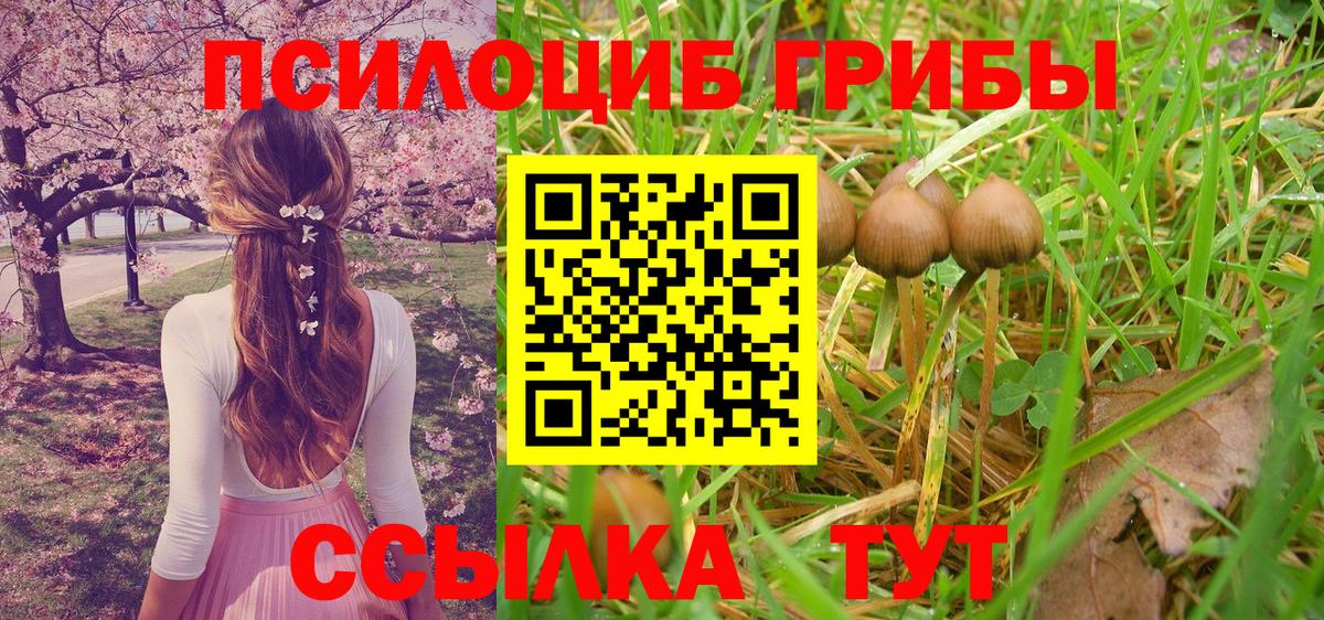 Соль-Илецк  Галлюциногенные грибы Psilocybine cubensis  Вход с VPN  Галлюциногенные грибы Psilocybine cubensis 